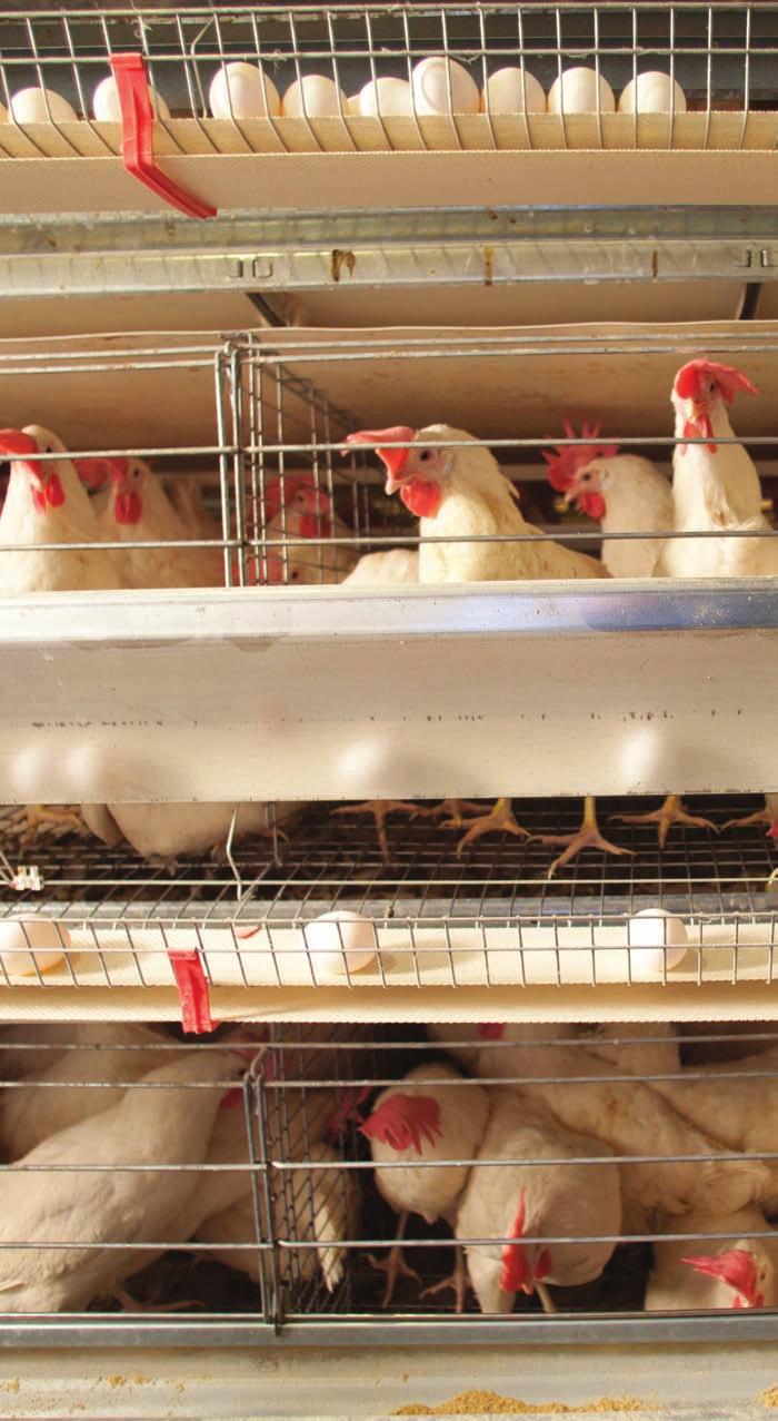 Led by research and continual innovation, cage housing has been the preferred method for egg production since the 1960s both for its improvements to hen welfare and egg food safety.