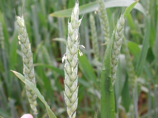 FHB Susceptibility Crop most