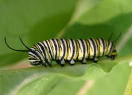 Two caterpillars are conversing and a beautiful butterfly floats by.