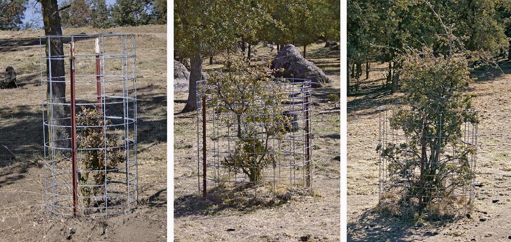Blue oak seedlings protected for 8 years by 2- and 4-foot exclosures had significantly wider canopies and greater heights than those in the unprotected control group.