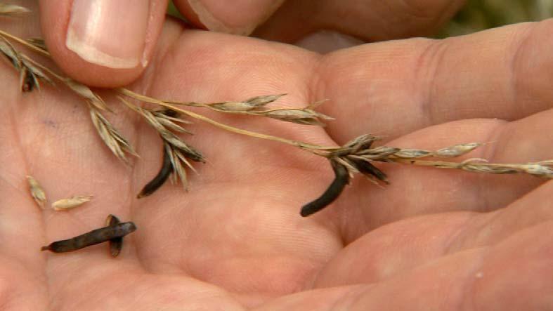 Tall Fescue Toxicity Issues Fescue Toxicosis
