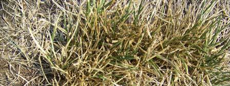 Grasses Bermudagrass Crabgrass Big Bluestem