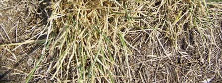 arundinacea Durable Grazing Drought Resistant