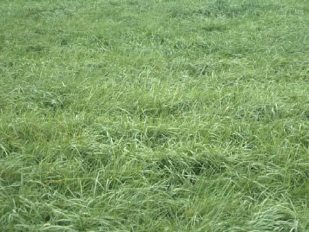 Tall Fescue Sources Endophyte fescue Kentucky 31 and