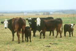 Getting the Most out of Fescue Grazing Management Avoid over stocking Residual Height Rest
