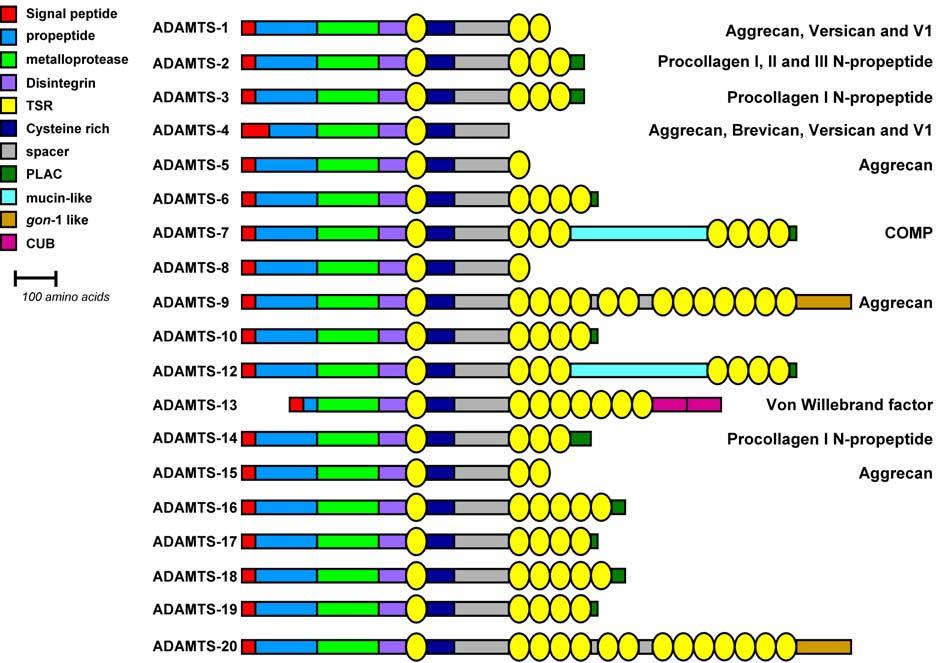 CHAPTER 1: General Introduction Figure 9 : The ADAMTS-family of metzincins. All 19 members are composed of several modules depicted as colored bars and oval circles (legend upper left).