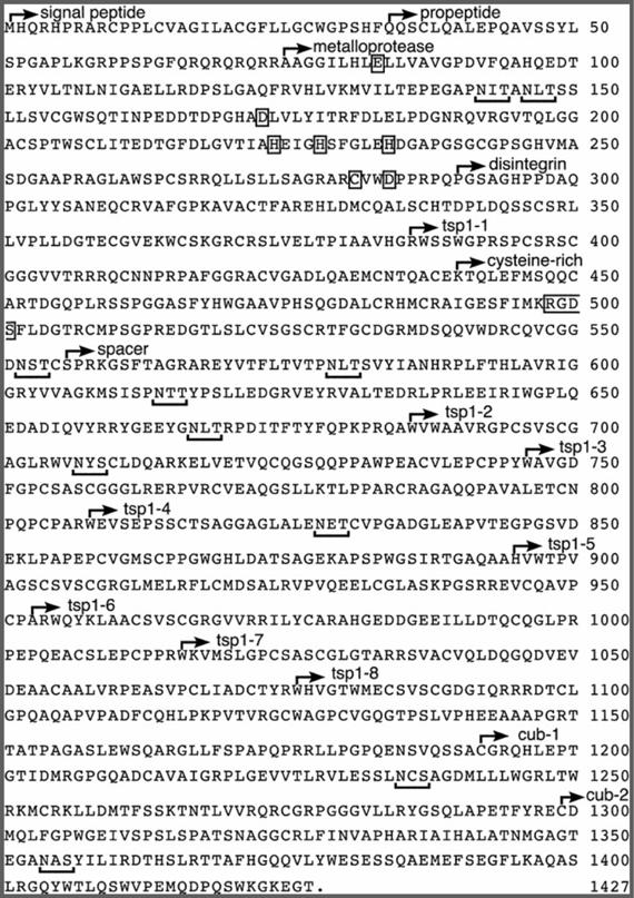 CHAPTER 1: General Introduction Figure 10 : Amino acid sequence of ADAMTS-13. Arrows indicate the initiating amino acid of the domain mentioned.
