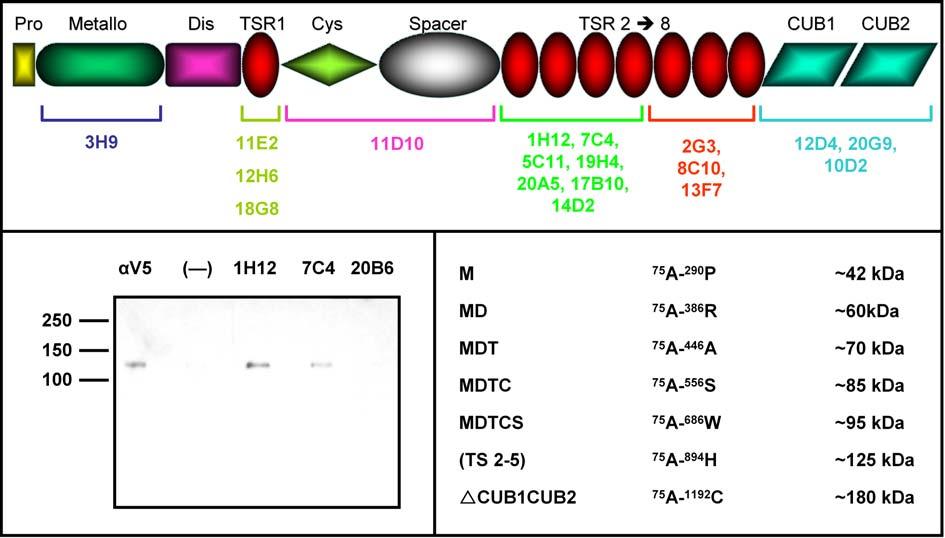 CHAPTER 2: Development of Anti-Human ADAMTS-13 Antibodies Figure 18 : Domain mapping of anti-adamts-13 mabs. (top) A schematic overview of the mabs that could be mapped to their respective domains.