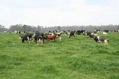 Paddock Number How many paddocks should I use?! Ideally, one should first consider the needs of the grass. How much rest period is needed? How long should I keep them in a paddock? "! i.e., how many days between rotations?