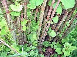 JAPANESE KNOTWEED Brought to the western countries from Asia during the Victorian Era to use as a decorative plant Today, it s the most invasive non-native plant species in the UK, costing the