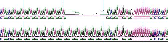 Sequenced D7S820 mutation - 6.3 allele Allele 6.