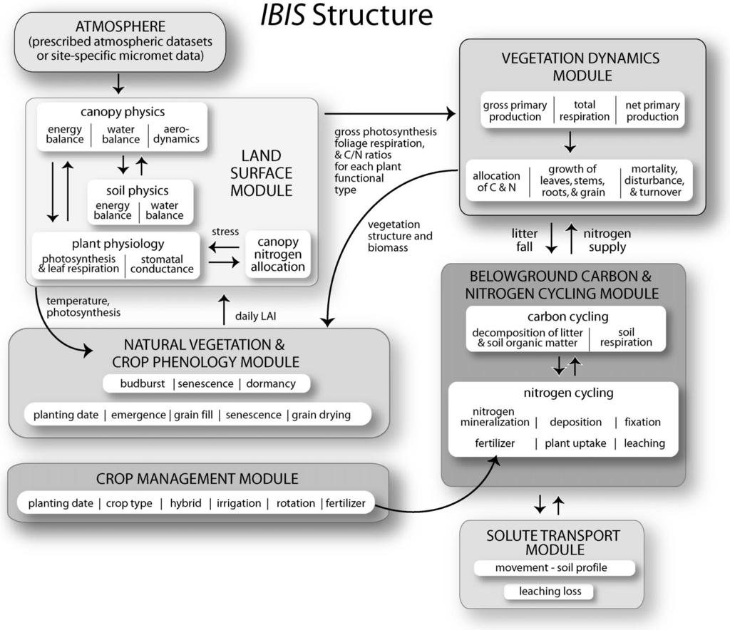 AUGUST 2004 TWINE ET AL. 643 FIG. 2. Schematic of the regional IBIS model that includes modules for land surface physics, vegetation phenology and dynamics, below-ground biogeochemistry, crop management, and solute transport.