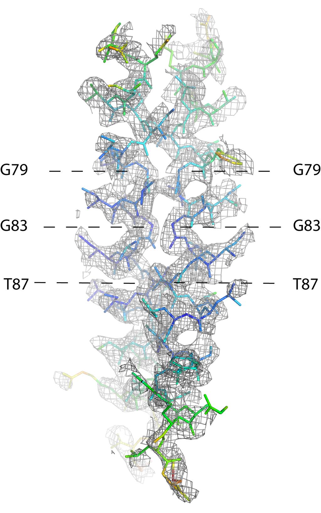 Figure S2: Omit map of the GpA TM dimer with structure model colored according to B-factors.