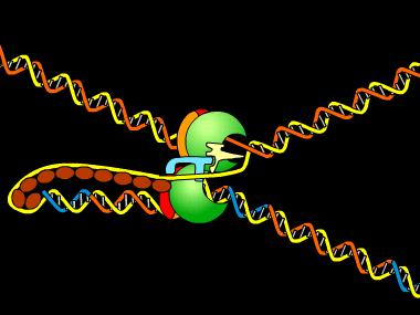 DNA polymerase