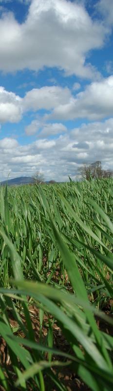 In effect, today s spring wheats are more aggressive and efficient at exploiting shorter seasons and more capable of producing high yields and quality than most winter wheats sown late in the autumn