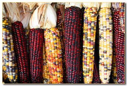 corn. It developed from this simple