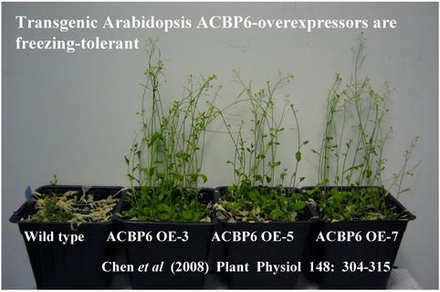Slide 40 Genetic engineering is used to make plants that