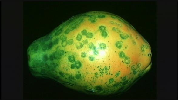 A Hawaiian-born scientist at Cornell developed a genetically engineered papaya.