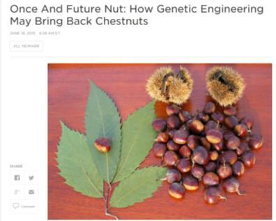 Slide 46 Scientists are getting closer to re-introducing the American Chestnut from trees that have been engineered with the genes