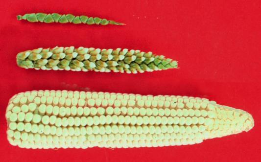 Slide 4 From teosinte to corn---and a mix of both.