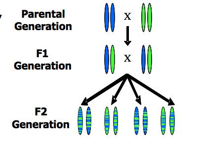 results in an F2 generation with