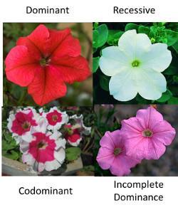 Slide 24 The results of hybridization can be seen in some plants as codominance or incomplete dominance in the F2