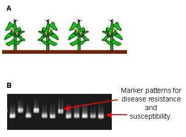 Marker selection allows them to genetically profile immature plants for desired traits that have been previously