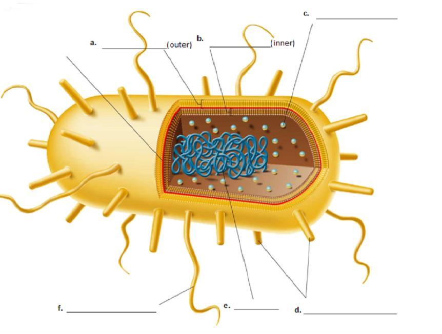 9. In the following diagram, LABEL the indicated parts of a typical prokaryote: 10. What are each of the differently shaped prokaryotes called? a. The rod-shaped are called b.
