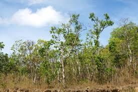 management and legal logging 2005-2015: 318,218 ha deforested 292,469 ha degraded Conversion of depleted forest land to