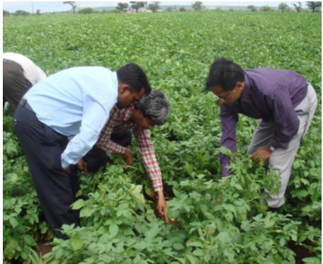Pest Surveillance for protection against crop pests: Maharashtra reaps good harvest of soybeans and cotton besting pests Background and Objectives Pests can suck your crops if you are not vigilant