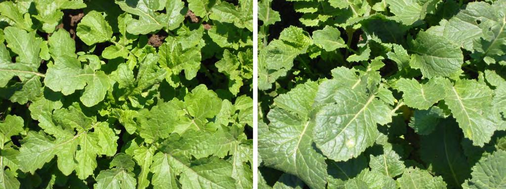 MUSTARD GREEN MANURES By Andrew McGuire, Irrigated Cropping Systems