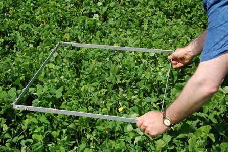 To evaluate cover crop PAN release in novel climate/cropping/management systems, we recommend using soil nitrate testing to validate PAN release following cover crop kill.