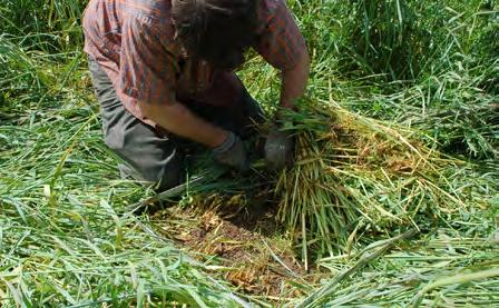 Short, upright cover crops can be harvested using a quadrat frame. Work the frame through the canopy to ground level.