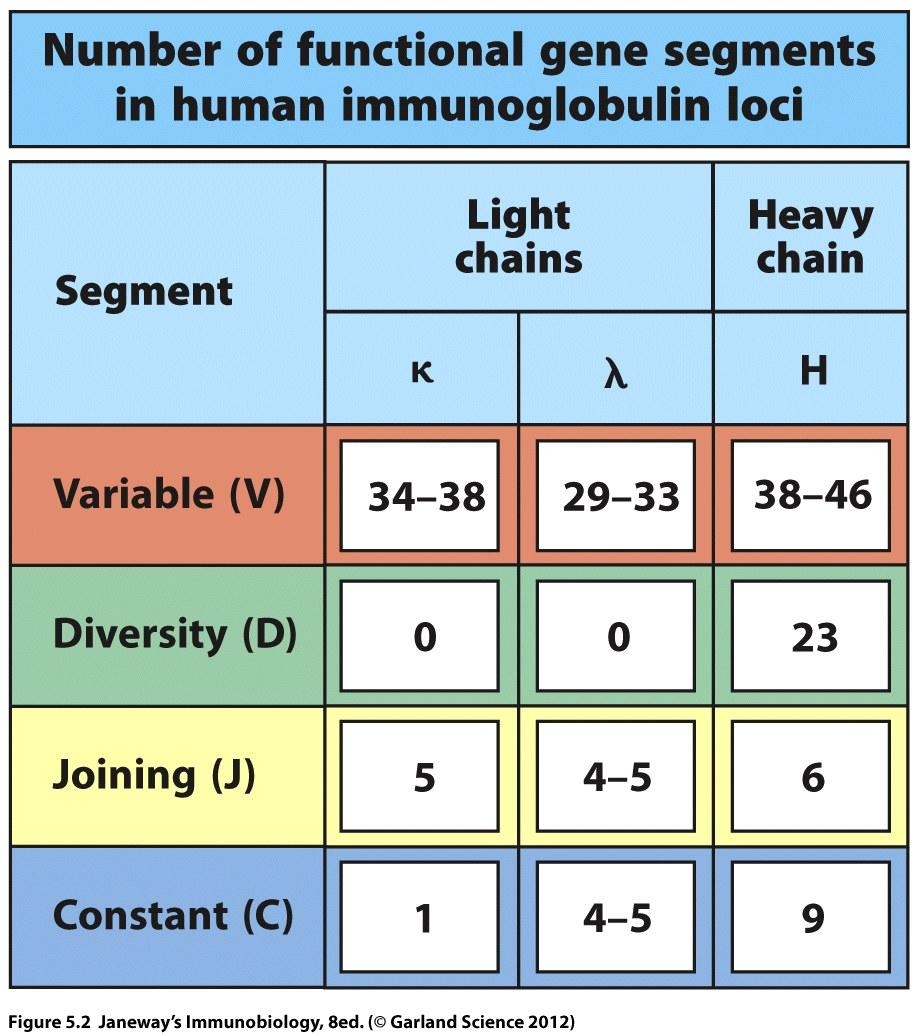 Gene segments enable combinatorial diversity There are many copies of V, D, and J segments in germline DNA Any V can pair with any J in light chains (190 k), (165 l) There are two light chain gene