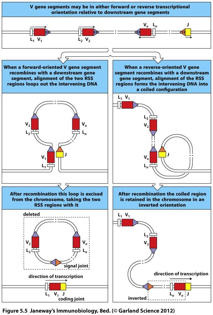 Recombination overview Recombination occurs precisely at the ends of the RSS heptamer sequences This occurs by cutting the DNA and sealing it back together into two pieces: The signal joint (includes