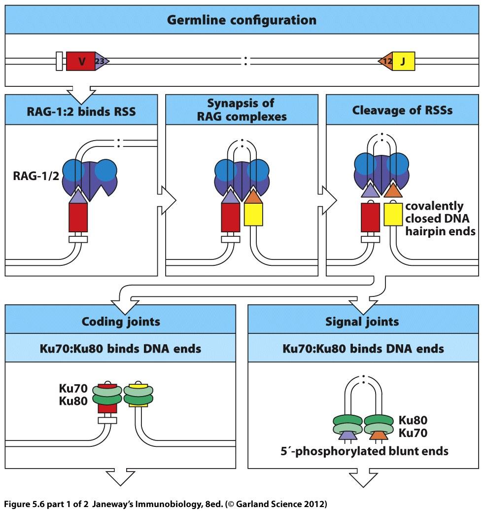 Enzymatic steps in Ig light chain V-J rearrangement Two RAG1/2 complexes align the two RSS Blunt-ended DNA breaks are made between the heptamer and coding sequences The free 3 OH group at the end of