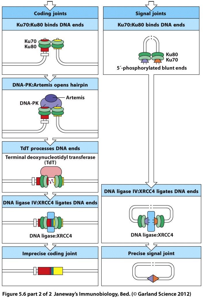 Resolving the coding joint: Where all the action happens The DNA ends of the coding joint are covalently closed hairpins Ku70/Ku80 recruits DNA-PK, which brings along an nicking endonuclease called