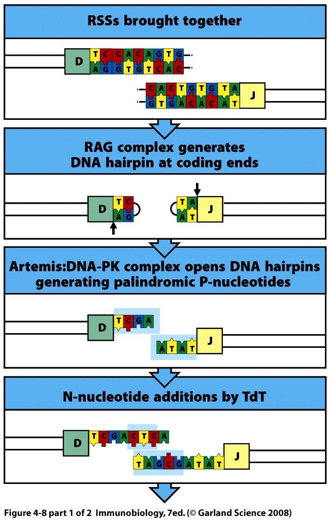Details of the imprecise coding joint resolution heptamers RAG1/2 cleaves the DNA between the heptamers and the coding sequences These blunt ends form covalent hairpins Artemis nicks the DNA near