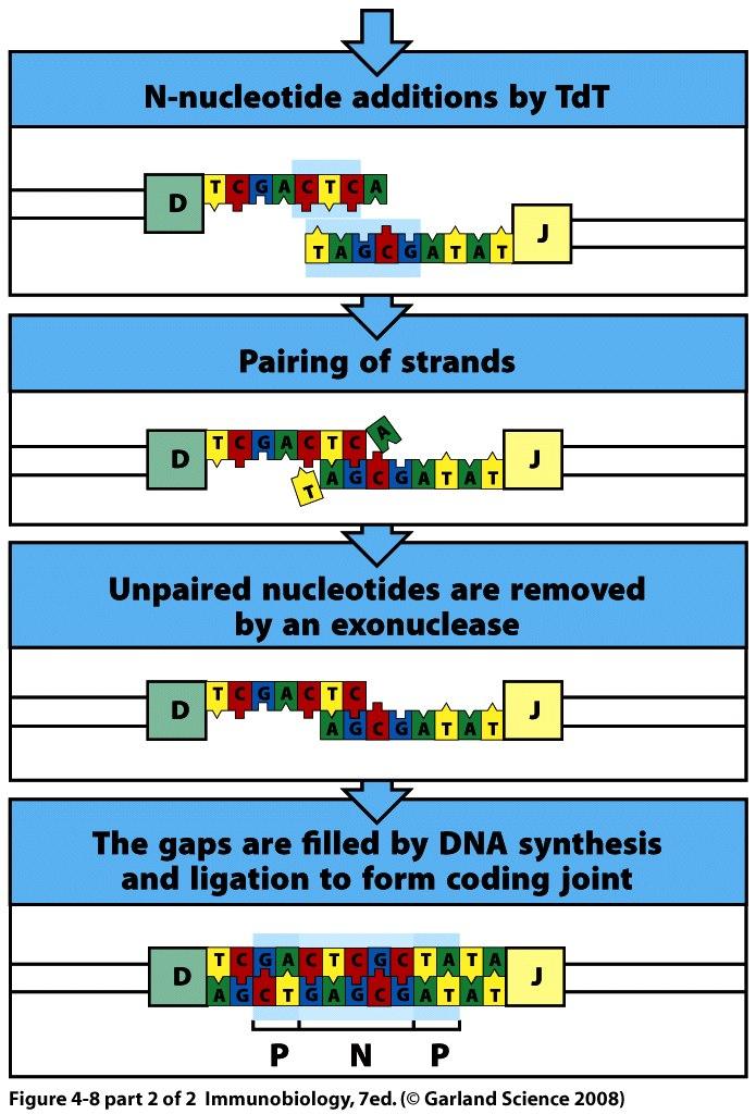Details of the imprecise coding joint resolution The ssdna extensions made by TdT pair up to form regions of microhomology one to two base pairs Unpaired nucleotides are trimmed away by a DNA