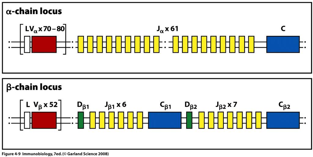 The T cell receptor loci: similar rules TCRa locus looks similar to IgL locus (V-J-C) TCRb locus looks similar to IgH locus