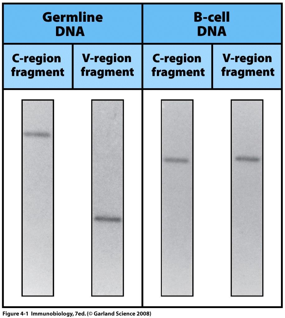 Ig genes are rearranged in B cells germline DNA V Restriction enzyme site C B cell DNA V C Isolate and digest DNA Run digested DNA on a gel Transfer separated DNA fragments onto a membrane