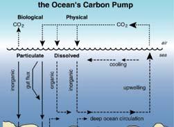uk Organic Carbon Pump Calcium carbonate pump CO 2 CO 2 CO 2 Ca 2+ 2HCO -