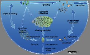 Primary biologically mediated carbon transformations in the sea Plankton and