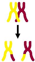Refer to the following diagram to answer Questions 15-18 15. This transfer of genetic material is called a) Transcription b) Transduction c) Crossing-over d) Translation e) substitution 16.