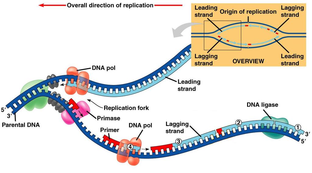 C. DNA Replication List the main steps involved in DNA replication