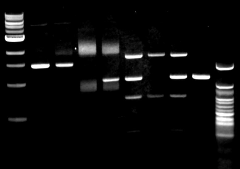 SYBR Safe DNA stain (Ex/Em = 502/530 nm) has also been tested on the Odyssey Fc Imager (using the 600 channel) with sensitivities exceeding ethidium bromide detection.