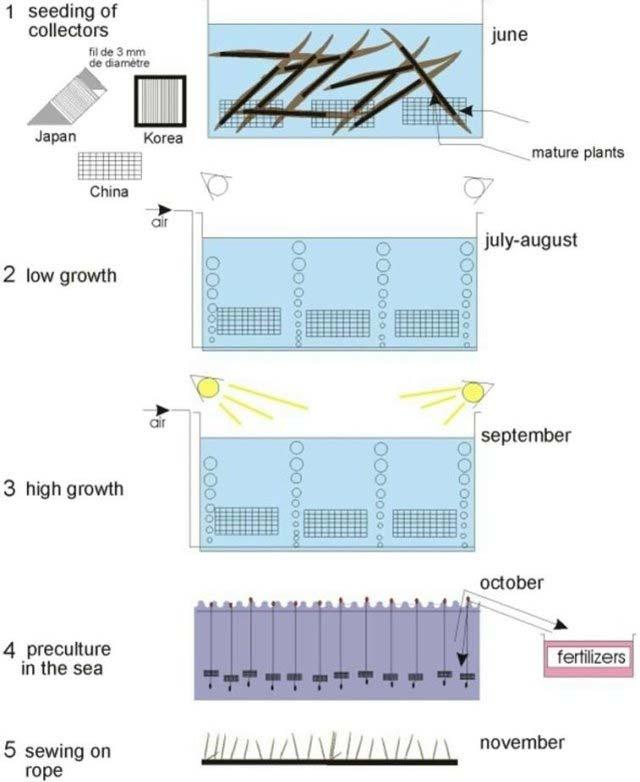Figure 5. Cultivation of Laminaria japonica. The germination phase provides seedlings 20