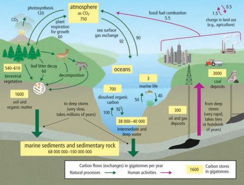 Decomposition The importance of decomposition in the carbon cycle: Other ways carbon is cycled through ecosystems The following also play an important part in the carbon cycle, by releasing CO 2 into