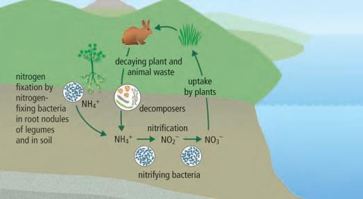 There are 2 stages involving nitrifying bacteria: 1. 2. 3. Uptake: These nitrogen compounds compose plant. Herbivores and omnivores then eat plants, and use nitrogen for &.
