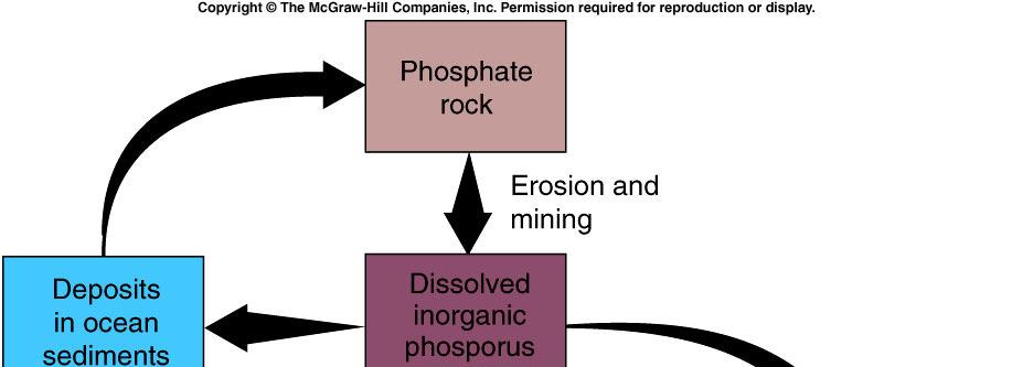 Phosphorus Cycle Inorganic phosphate in rocks Dissolves